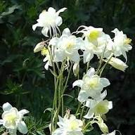 White Double Aquilegia Flower Seeds – Heirloom, Non-GMO, High Germination Organic Garden Seeds for Planting