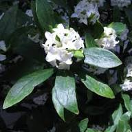 White Daphne Odora Flower Seeds Heirloom Non-GMO High Germination Organic Garden Seeds for Planting