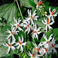 White Harsingar Flower Seeds Heirloom Non-GMO High Germination Organic Garden Seeds for Planting