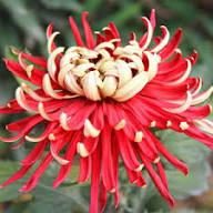 Yellow Red Chrysanthemum Flower Seeds – Heirloom Non-GMO High Germination Organic Seeds