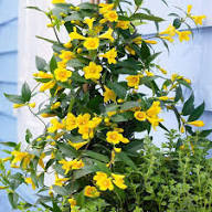 Perennial Jasmine Flower Seeds Yellow – Heirloom, Non-GMO, High Germination Organic Garden Seeds