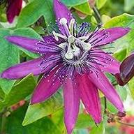 Purple Passiflora Flower Seeds Heirloom Non-GMO High Germination Organic Garden Seeds for Planting