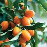Kumquat Fruit Seeds for Cultivation NON GMO Heirloom Seeds for Planting High Germination Organic Garden Seeds