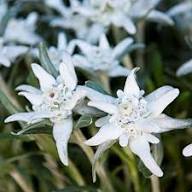 Edelweiss Alpine Flower Seeds Heirloom Non-GMO High Germination Organic Garden Seeds for Planting