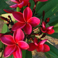 Plumeria Flower Seeds for Planting – Heirloom Non-GMO High Germination Organic Garden Seeds Seeds for Planting