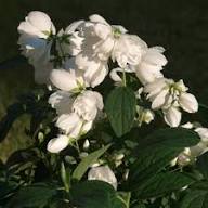 Philadelphus Blumensamen Weiß – Alte Sorte, gentechnikfrei, hohe Keimrate, Bio-Gartensamen zum Pflanzen