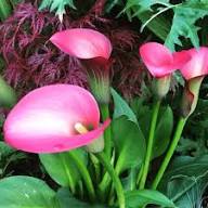 Pink Zantedeschia Calla Lily Flower Seeds – Heirloom, Non-GMO, High Germination Organic Garden Seeds for Planting Seeds for Planting