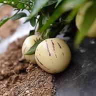 Red Organic Ginseng Melon Seeds Heirloom Non-GMO High Germination Organic Garden Seeds for Planting