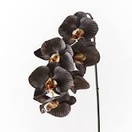 Rare Black Orchid Flower Seeds – Heirloom, Non-GMO, High Germination Seeds