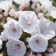 Kalmia Latifolia Flower Seeds White Heirloom Non-GMO High Germination Organic Garden Seeds for Planting