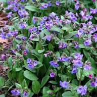 Purple Pulmonaria Flower Seeds Heirloom Non-GMO High Germination Organic Garden Seeds for Planting