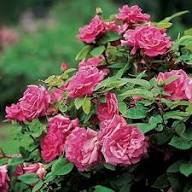 Zephirine Flower Seeds – Heirloom Non-GMO High Germination Organic Garden Seeds