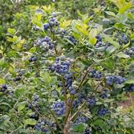 Jewel Blueberries Fruit Seeds for Planting – Heirloom, Non-GMO, High Germination Organic Garden Seeds for Fresh Sweet Blueberries