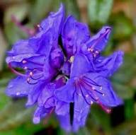 Azalea Flower Seeds Violet for Planting – Heirloom Non-GMO High Germination Organic Seeds