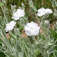 White Lychnis Flower Seeds Heirloom Non-GMO High Germination Organic Garden Seeds for Planting