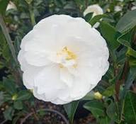 White Yellow Camellia Flower Seeds – Heirloom, Non-GMO, High Germination Organic Seeds