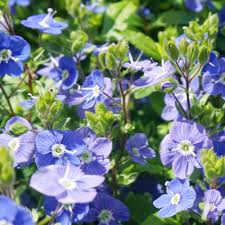 veronica repens flower seeds