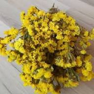 Yellow Sinuata Flower Seeds Heirloom Non-GMO High Germination Organic Garden Seeds for Planting