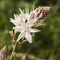 White Asphodelus Flowers Seed – Heirloom, Non-GMO, High Germination Organic Garden Seeds for Planting