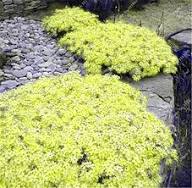 Yellow Organic Cress Flower Seeds – Heirloom, Non-GMO, High Germination Organic Seeds