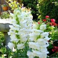 White Antirrhinum Majus Flower Seeds – Heirloom, Non-GMO, High Germination Organic Garden Seeds for Planting