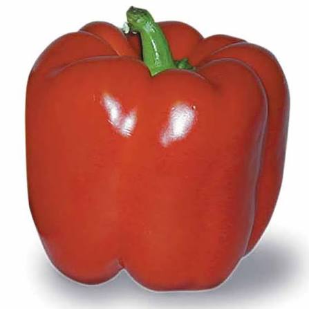 Pfeffer Rot Anbausamen – Alte Sorte, gentechnikfrei, hohe Keimfähigkeit Bio-Gartensamen pflanzen
