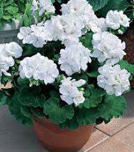Pelargonium Sidoides Geranium Flower Seeds – Heirloom, Non-GMO Seeds