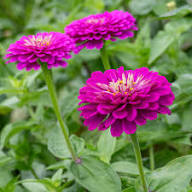 Zinnia Flower Seeds Purple – Heirloom Non-GMO High Germination Organic Garden Seeds