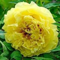 Peony Flower Seeds Yellow – Heirloom, Non-GMO, High Germination Seeds