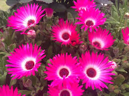 Pink Ice Plant Flower Seeds – Seeds for Planting, Heirloom, Non-GMO, High Germination Organic Garden Seeds