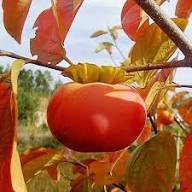 Mixed Diospyros Persimmon Seeds – Heirloom, Non-GMO, High Germination Organic Garden