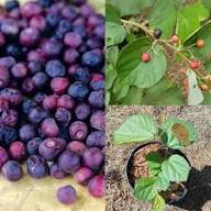 Phalsa Seeds Heirloom Non-GMO High Germination Organic Garden Seeds for Planting
