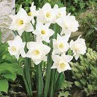 Daffodil Flower Seeds White Heirloom Non-GMO High Germination Organic Garden Seeds for Planting