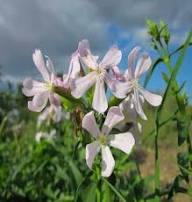 White Saponaria Flower Seeds – Heirloom Non-GMO Organic Garden Seeds