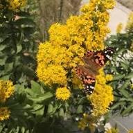 Solidago Speciosa Flower Seeds for Planting – Heirloom, Non-GMO, High Germination Organic Garden Seeds