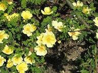 Yellow Xanthina Flower Seeds for Planting | Heirloom Non-GMO Organic