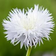 White Amberboa Flower Seeds Heirloom Non-GMO High Germination Organic Garden Seeds