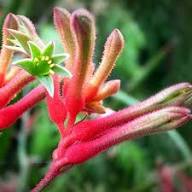 Red Kangaroo Paw Flower Seeds – Heirloom Non-GMO High Germination Organic Garden Seeds for Planting