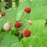 Thimbleberry Seeds Red – Heirloom, Non-GMO, High Germination Organic Garden Seeds for Planting