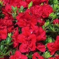 Red Rhododendron Flower Seeds for Planting – Heirloom Non-GMO High Germination Organic Garden Seeds