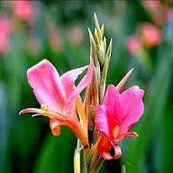Semillas de flor Elwyn Canna Rosa – Variedad cimera, no modificadas genéticamente, de alta germinación, para huerto ecológico