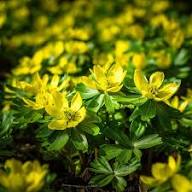 Yellow Aconite Flower Seeds – Heirloom, Non-GMO, High Germination Organic Garden Seeds