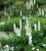 Lupine Flower Seeds White – Heirloom, Non-GMO, High Germination Seeds