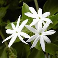 White Trachelospermum Jasminoides Flower Seeds Heirloom Non-GMO High Germination Organic Garden Seeds for Planting