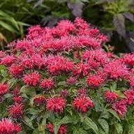 Red Bergamot Flower Seeds Heirloom Non-GMO High Germination Organic Garden Seeds for Planting