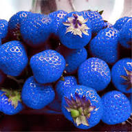Sky Blue Strawberry Fruit Seeds for Planting – Heirloom Non-GMO High Germination Organic Garden Seeds Rare Berry Seeds for Home Garden
