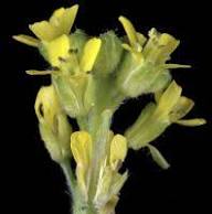 Yellow Sempervivum Flower Seeds Heirloom Non-GMO High Germination Organic Garden Seeds for Planting