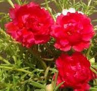 Red Moss Rose Flower Seeds for Planting – Heirloom Non-GMO High Germination Organic Garden Seeds