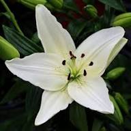 Semillas de flor Lewisii blancas, reliquia, sin OMG, alta germinación, semillas de jardín orgánicas para sembrar