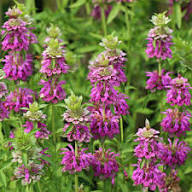 Purple Monarda Citriodora Flower Seeds – Heirloom, Non-GMO, High Germination Organic Garden Seeds for Planting Seeds for Planting